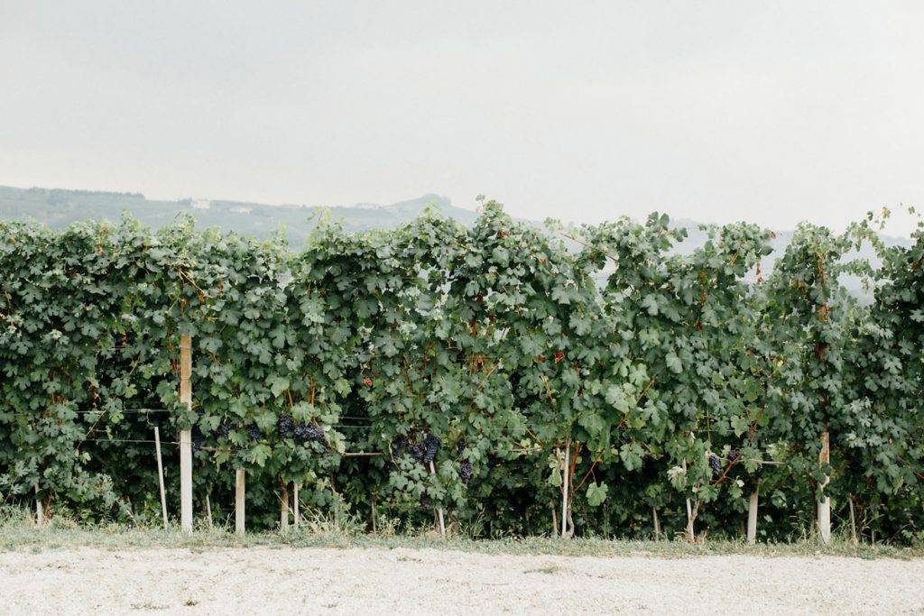 langhe destination viti nelle langhe - welcome dinner destination wedding